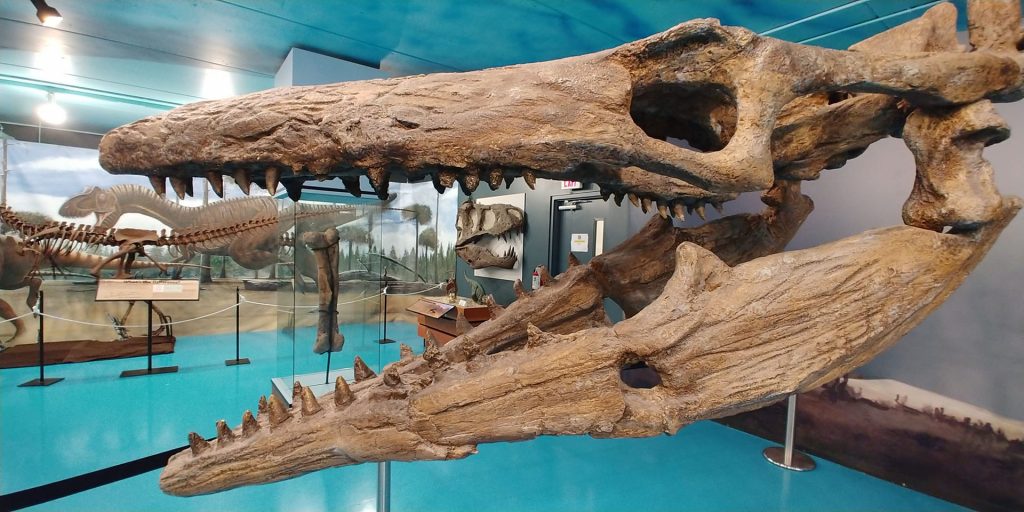 Canadian Fossil Discovery Centre Explore Morden Winkler